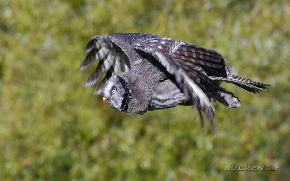Great grey owl (Strix nebulosa)